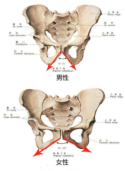 男女屁股